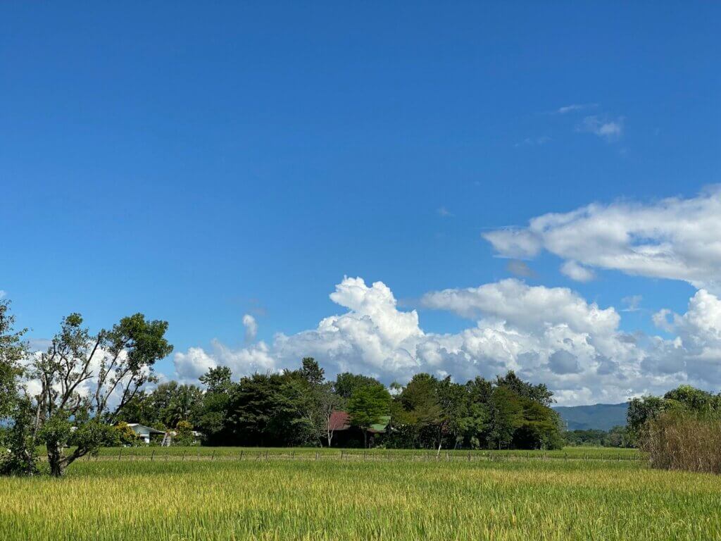 a green field with trees and clouds in the background(妙高の稲田)
