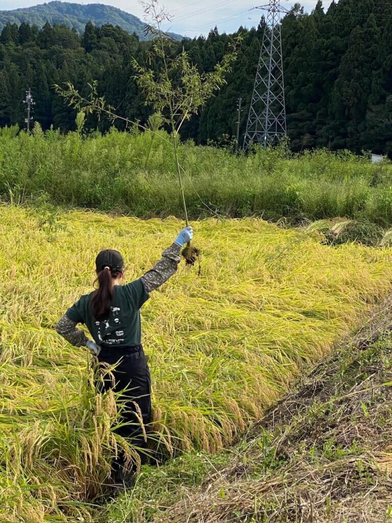 稲刈りをする人