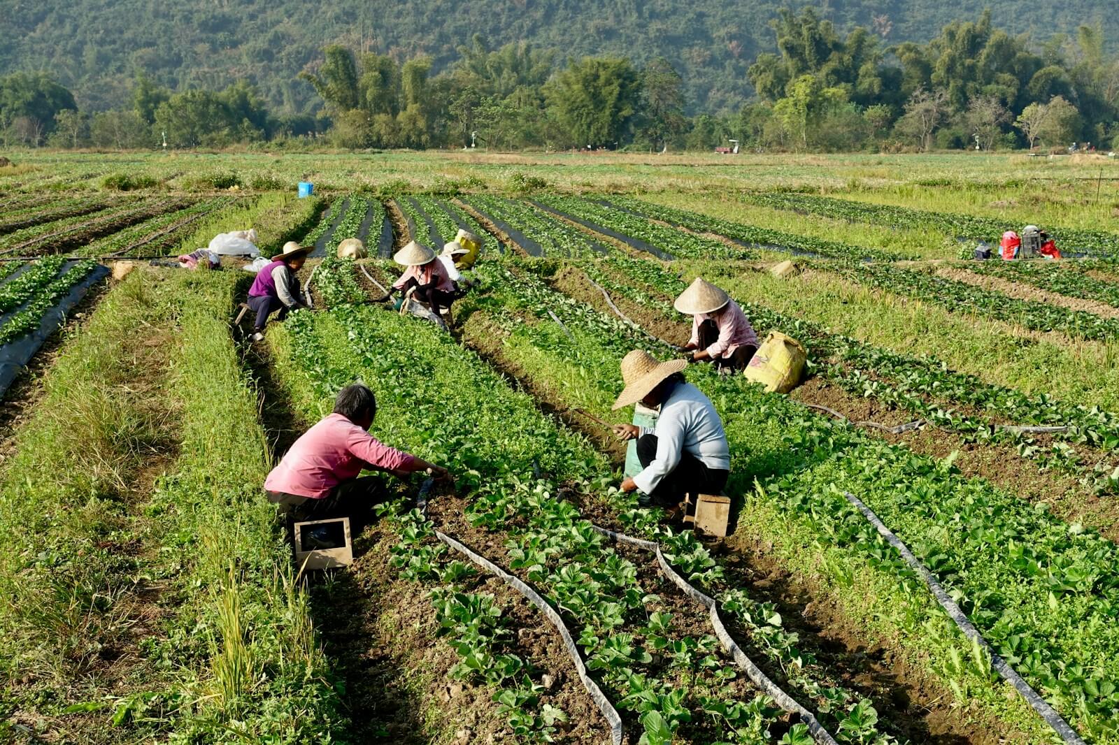 A group of people working in a field